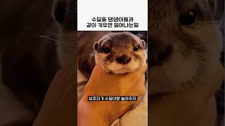 수달과 댕댕이들을 같이키우면 일어나는일 #수달#댕댕이#귀여운동물#animals#힐링