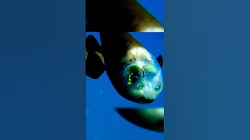 Kỳ lạ loài cá nhìn xuyên qua… chính cái đầu của nó  #dongvat #khampha #shorts