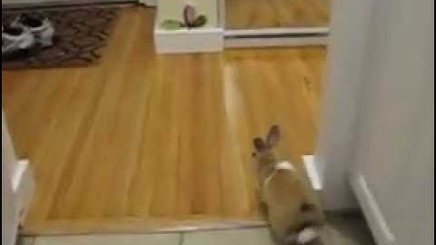Slow Motion Cute Bunny Running