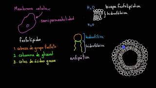 Introducción a la membrana celular | Khan Academy en Español