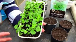 видео: Укоренители для рассады -сходства и различия.  Восстановление корня. картинка: Укоренители для рассады -сходства и различия.  Восстановление корня.