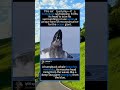 The Giant That Stands Up In The Ocean#HumpbackWhale #Spyhop #OceanGiants