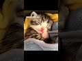 sleeping over studying alwayssss 🥰 || #trending #youtubeshorts #study #sleep #subscribe #viral #edit