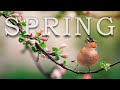 Peaceful Instrumental Music with Beautiful Views of Spring | Soothing Music Therapy