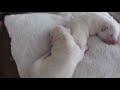 HUSKY PUPPIES : ALL WHITE SIBERIAN HUSKYS