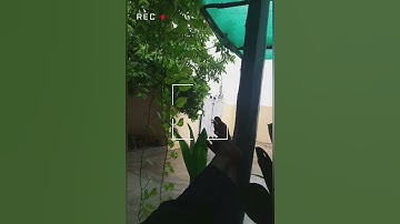 Thumbnail of ☕rainy season🍀🧚‍♀️# love of june#rain#greenary #naturelover#old songs