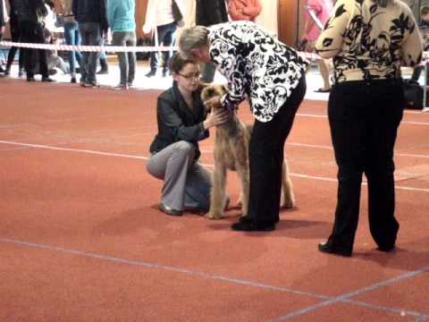 Выставка собак в москве 2021. Выставка собак 20. Выставка собак в туле 20,11. Выставка собак 20. Выставка собак в москве 2021 сокольники.