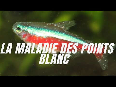 Vidéo: 6 façons de sauver un poisson Betta mourant