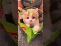 قطه تأكل شيبسي قطه المنزل مضحك قطه صغيره قطه كيوت تربية القطط قطه تأكل شيبسي قطه المنزل مضحك قطه صغيره قطه كيوت تربية القطط