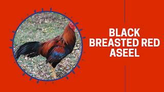 Black Breasted Red Aseel (asil) | Cackle Hatchery