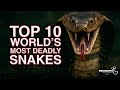 Top 10 World's Deadliest Snakes | World's most dangerous, venomous and poisonous snakes! Mp3 Song