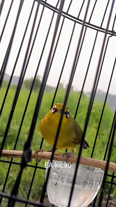 Suara burung Pleci betina manggil jantan #pleci #iyon #birds #plecigacorbongkarisiankenari #keep
