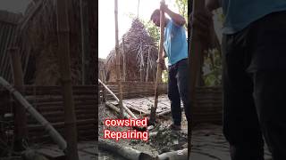 Repair cowshed,,,