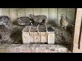 Яйценоскость перепелов при разных типах кормления.  Часть 1.
