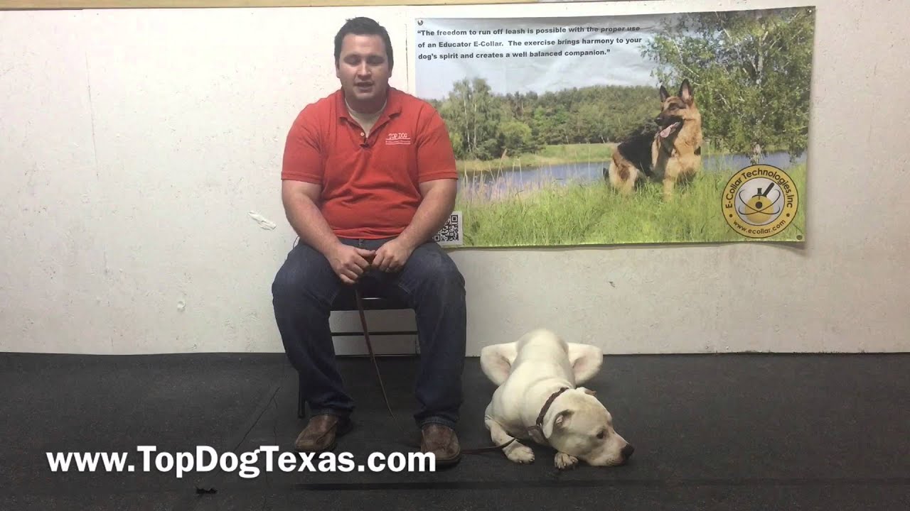 My Greatest Weakness as a trainer obedience to authority