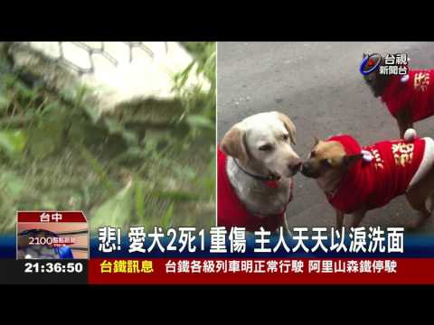 菜園放置毒香腸害鄰居愛犬誤食暴斃