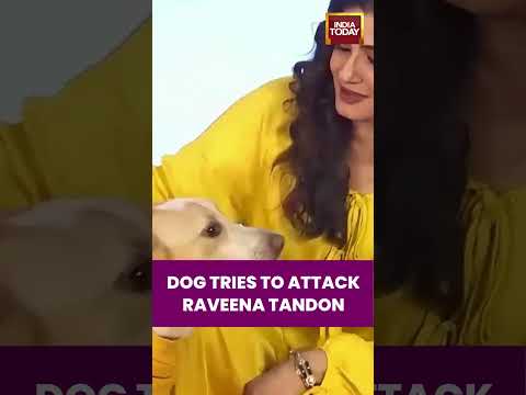 DOG TRIES TO ATTACK RAVEENA TANDON #raveenatandon #shortsviral #indiatoday