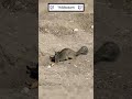 A short squirrel video from IRL stream #nature #squirrels