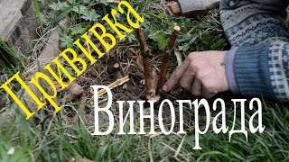 Прививка винограда в штамб(В этом видео я покажу как я прививал виноград в штамб. Другие способы прививки винограда смотрите у меня..., 2016-04-14T21:31:52.000Z)