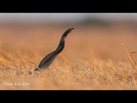 צילום טבע | קרב נחשים - זעמנים שחורים |  wildlife photography | large whip snakes struggling