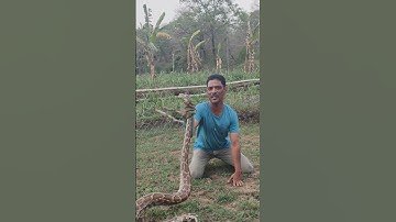 Indian rock python attitude short video superhead catch by Razak Shah snake rescuer #dangeroussnake
