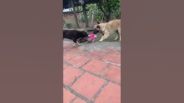 The dogs are competing to take the baby monkey for a walk.