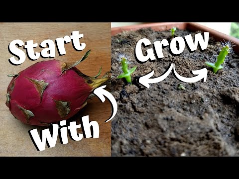Video: Seedlings With An Open Root System - How To Choose Them And Plant Them Without Mistakes In The Garden (part 2)