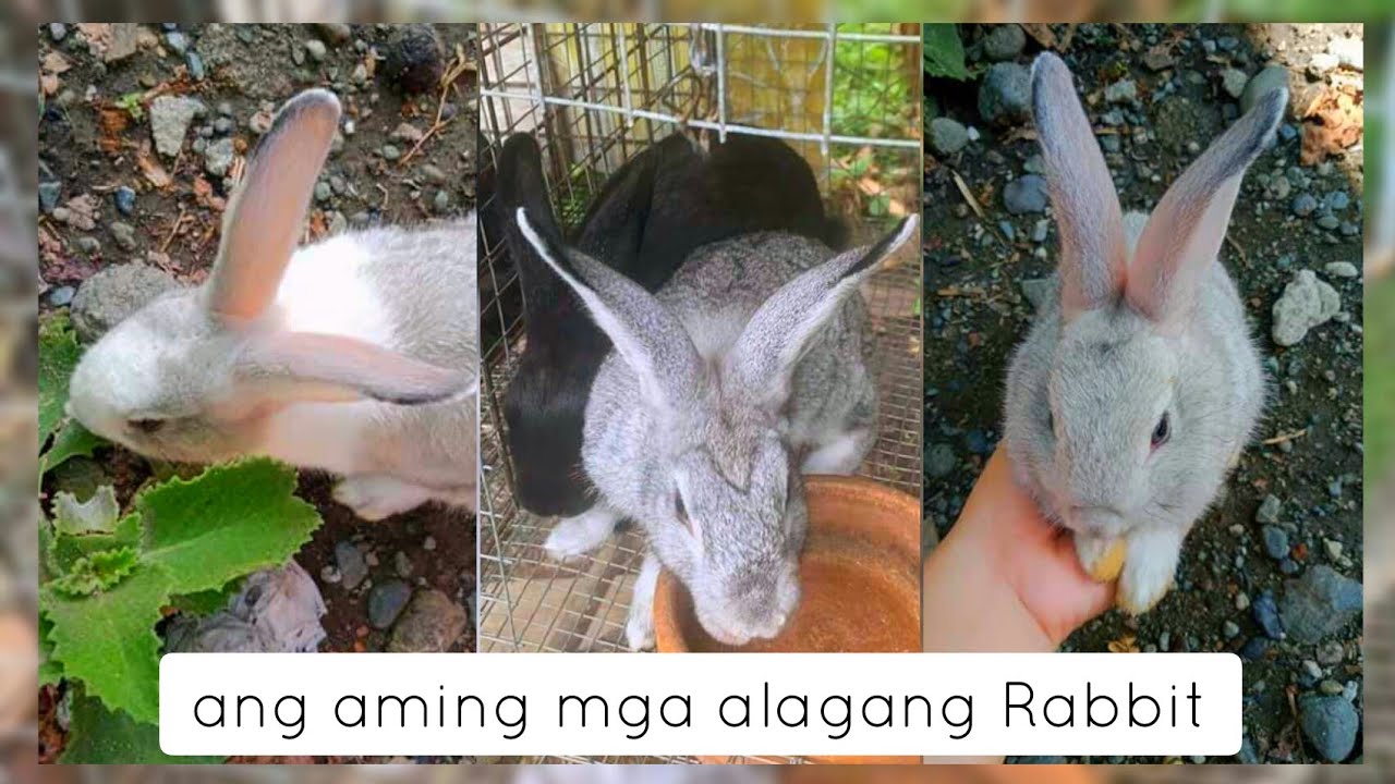 Ang aming mga alagang rabbit 🐰 - Buhay Probinsya | Oriental Mindoro ...