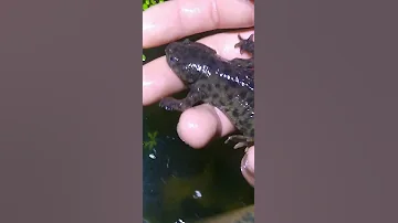 Adult Sharp Ribbed newt