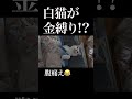 なぜ動かない?人のように眠る猫に寝室が爆笑の渦に包まれた😂 #面白い猫 #保護猫 #猫のいる暮らし