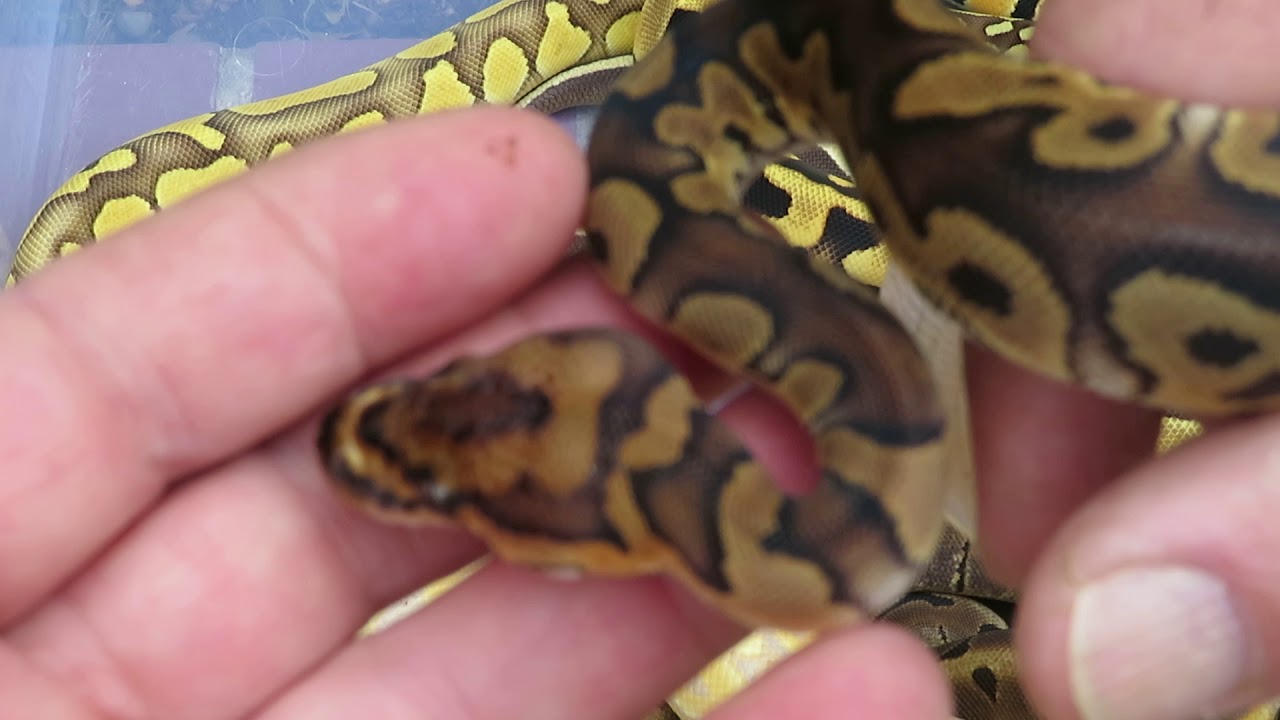 rat snakes in alabama Brian Gundy's Favorite 2018 Babies (Part # 2)