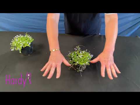 Video: Gultu pārklāšana ar zilo vīteņaugu: zilo porterweed augu izmantošana zemes segumam