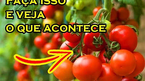 Como plantar tomate diretamente na terra?
