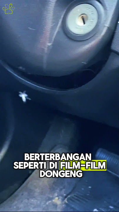 Hewan yang mirip peri! #shorts #peri #hiburan