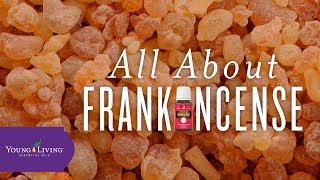 All About Frankincense | Young Living Essential Oils