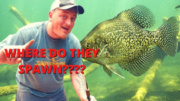 Crappie Spawn | Everything You NEED To KNOW!
