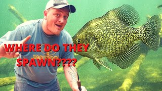 Crappie Spawn  Everything You NEED To KNOW! 