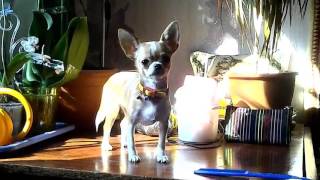 Чихуахуа залезла на стол. Смешные видео. Chihuahua mini spoiled, climbed on the table(, 2016-07-30T11:00:53.000Z)