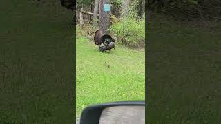 SPRING LOVE #shorts #fyp #fypシ #animals #turkey #spring