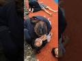 Yang Belum Lihat Cewek kesurupan #jaranan #kudalumping #viral