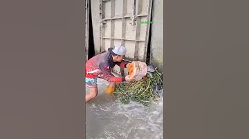 Cá Lớn - bắt Rô Phi Khủng mắc kẹt 😱 #khacthuyvlogg