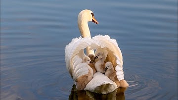 Das Schwanenküken-Quartett - auf Fähre Mama /The Cygnets Quartet - take a ferry trip on Mom
