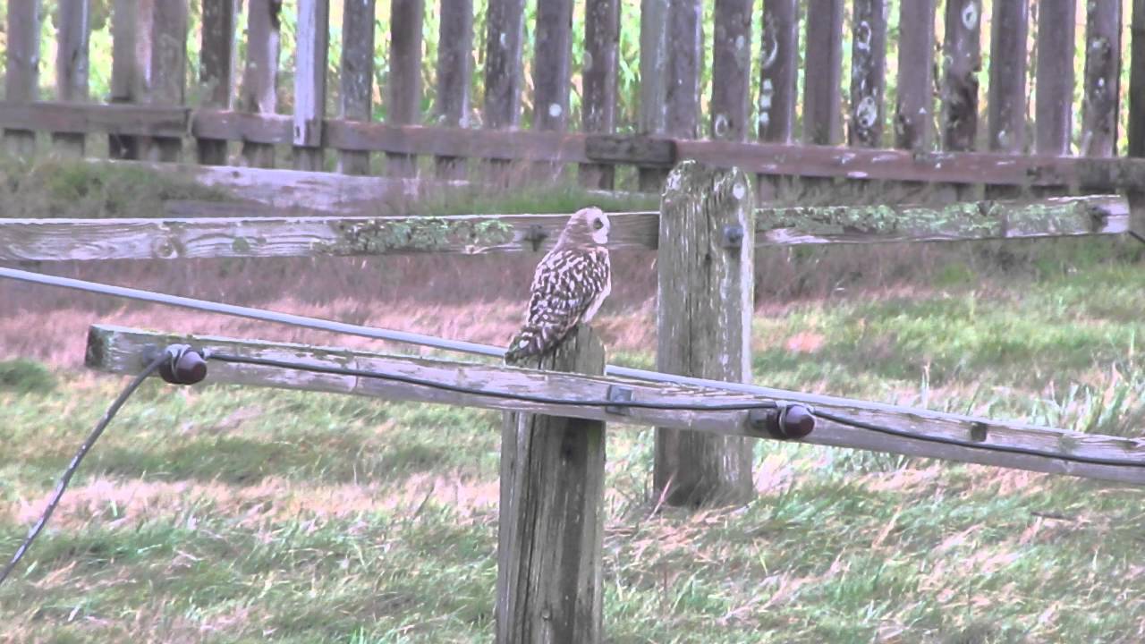 Short eared owl on a post 