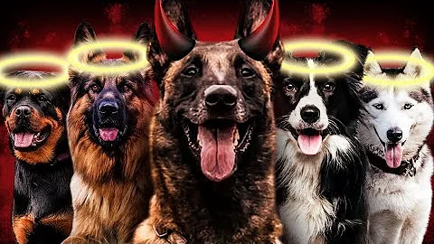 10 Dog Breeds Better than the Belgian Malinois!