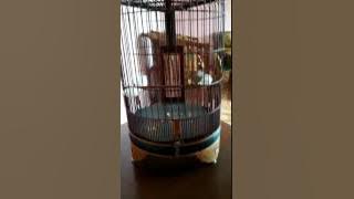 Cucak jenggot full gereja nyai ronggeng SR Team Kuningan