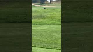 Mama Bear and Her Cubs Crossing a Golf Field