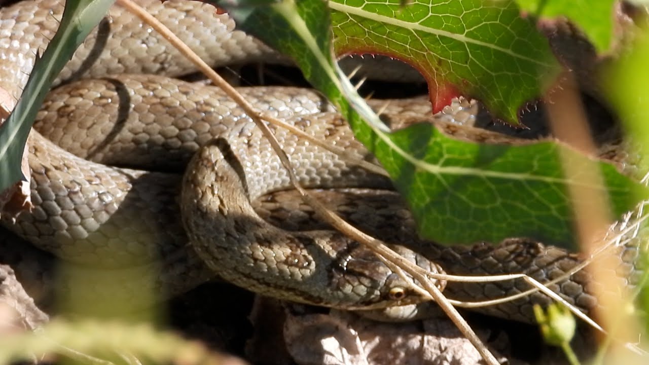 Schlingnatter (Coronella austriaca) klettert im Fels. Moseltal bei Valwig, Apolloweg