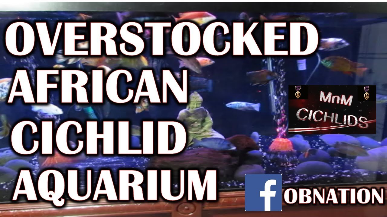 Overstocked African cichlids tank