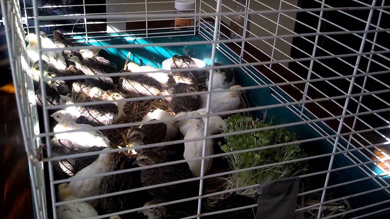 New Additions To The Backyard Farms Quail YouTube