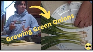 Growing Green Onions Indoors - Easy and Fun